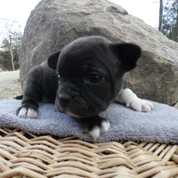 Cowboy, a male Frenchton for sale in Augusta, WV – Photo 4 of 9