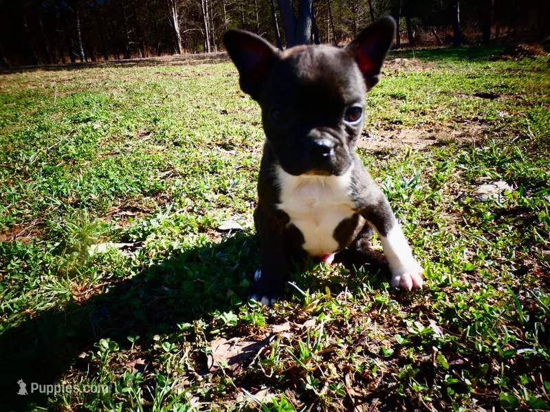 Cowboy – Frenchton puppy for sale in Augusta, WV