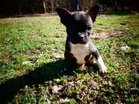 Cowboy, a male Frenchton for sale in Augusta, WV – Photo 1 of 9