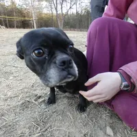 Cowboy, a male Frenchton for sale in Augusta, WV – Photo 8 of 9