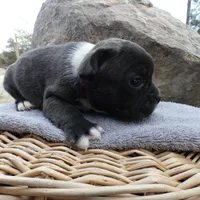 Cowboy, a male Frenchton for sale in Augusta, WV – Photo 6 of 9