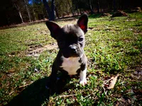 Cowboy, a male Frenchton for sale in Augusta, WV – Photo 3 of 9