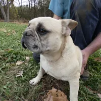 Cowboy, a male Frenchton for sale in Augusta, WV – Photo 9 of 9