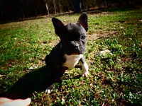 Cowboy, a male Frenchton for sale in Augusta, WV – Photo 2 of 9