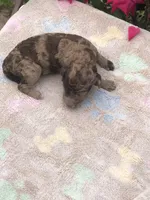 Fudge, a female Goldendoodle for sale in Augusta, WV – Photo 3 of 6