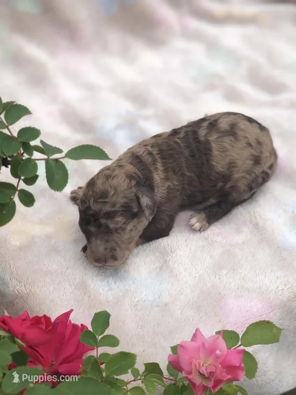 Fudge – Goldendoodle puppy for sale in Augusta, WV