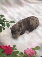 Fudge, a female Goldendoodle for sale in Augusta, WV – Photo 1 of 6