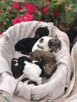 Fudge, a female Goldendoodle for sale in Augusta, WV – Photo 5 of 6