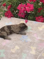 Fudge, a female Goldendoodle for sale in Augusta, WV – Photo 4 of 6