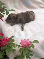 Fudge, a female Goldendoodle for sale in Augusta, WV – Photo 2 of 6