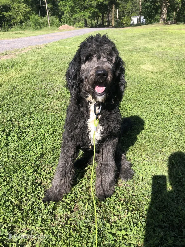 Stetson – Bernedoodle puppy for sale in Augusta, WV