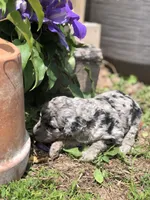 Daisy, a female Goldendoodle for sale in Augusta, WV – 3 of 5