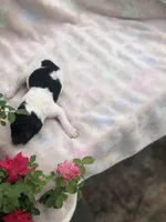 Oreo, a female Goldendoodle for sale in Augusta, WV – Photo 3 of 6