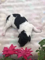 Oreo, a female Goldendoodle for sale in Augusta, WV – Photo 2 of 6