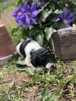 Oreo, a female Goldendoodle for sale in Augusta, WV – 2 of 8