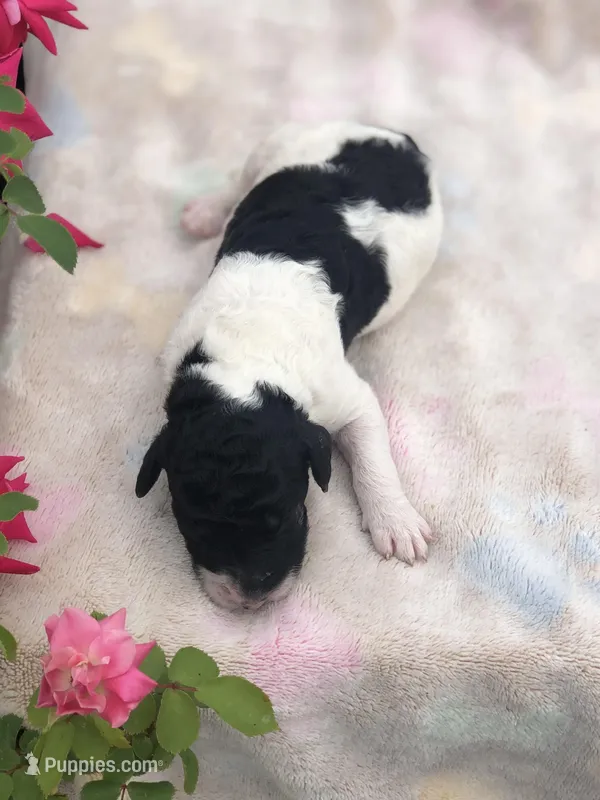 Oreo – Goldendoodle puppy for sale in Augusta, WV