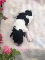 Oreo, a female Goldendoodle for sale in Augusta, WV – Photo 1 of 6