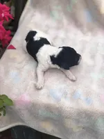 Oreo, a female Goldendoodle for sale in Augusta, WV – Photo 4 of 6