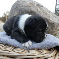 Andy, a male Frenchton for sale in Augusta, WV – Photo 8 of 10