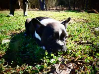 Andy, a male Frenchton for sale in Augusta, WV – Photo 6 of 10