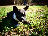 Andy, a male Frenchton for sale in Augusta, WV – Photo 2 of 10