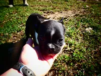 Andy, a male Frenchton for sale in Augusta, WV – Photo 5 of 10