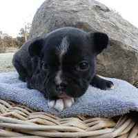 Andy, a male Frenchton for sale in Augusta, WV – Photo 7 of 10