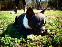 Andy, a male Frenchton for sale in Augusta, WV – Photo 4 of 10