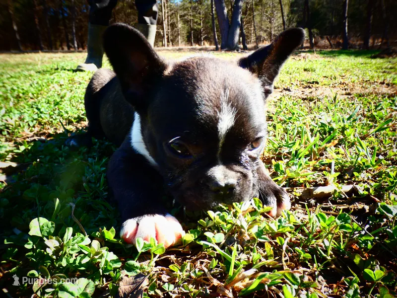 Andy – Frenchton puppy for sale in Augusta, WV