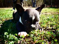 Andy, a male Frenchton for sale in Augusta, WV – Photo 1 of 10