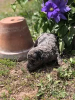 Starry, a female Goldendoodle for sale in Augusta, WV – 5 of 6