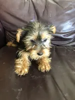 Sierra, a female Yorkshire Terrier for sale in Augusta, WV – 1 of 8