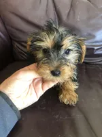 Sierra, a female Yorkshire Terrier for sale in Augusta, WV – 2 of 8