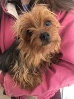 Flint, a male Yorkshire Terrier for sale in Augusta, WV – 8 of 8