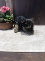 Sierra , a female Yorkshire Terrier for sale in Augusta, WV – Photo 5 of 5