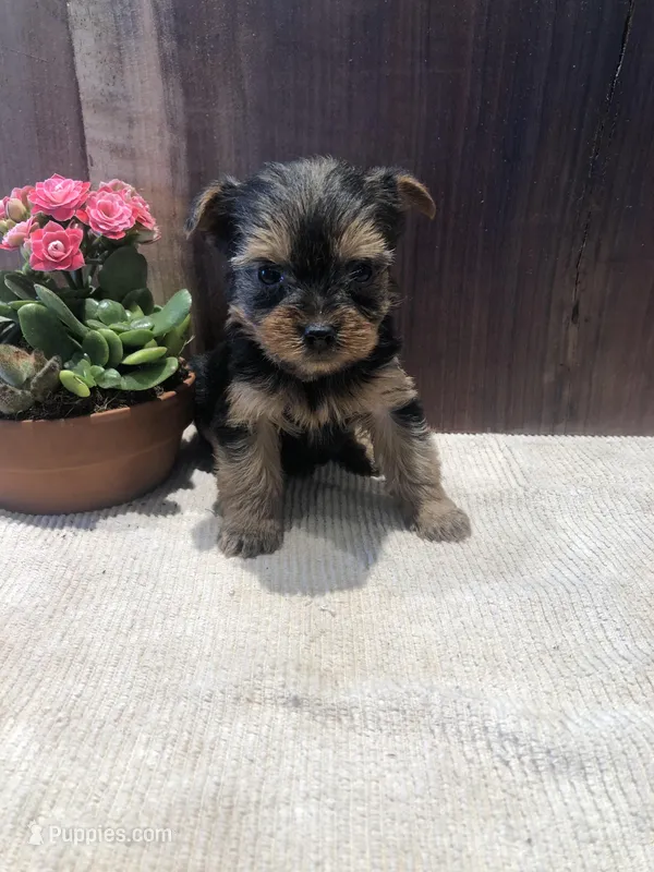 Sierra  – Yorkshire Terrier puppy for sale in Augusta, WV