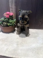 Sierra , a female Yorkshire Terrier for sale in Augusta, WV – Photo 3 of 5