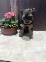 Sierra , a female Yorkshire Terrier for sale in Augusta, WV – Photo 4 of 5