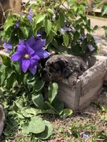 Buckeye, a male Goldendoodle for sale in Augusta, WV – 4 of 5