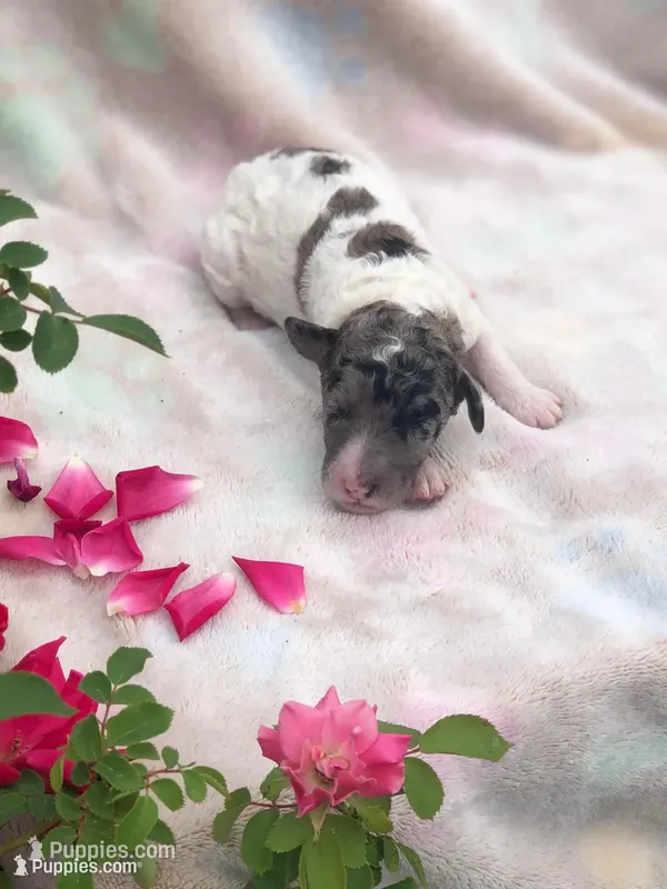 Frosty – Goldendoodle puppy for sale in Augusta, WV