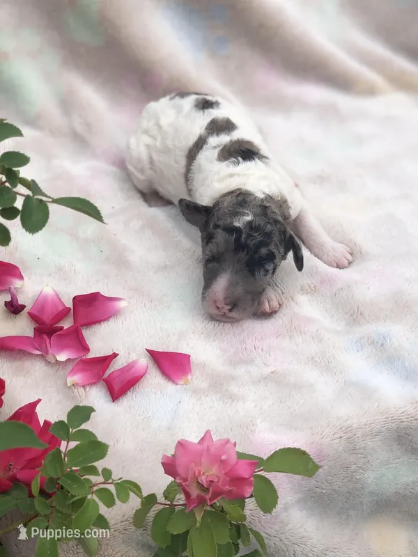 Frosty – Goldendoodle puppy for sale in Augusta, WV