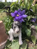 Frosty, a female Goldendoodle for sale in Augusta, WV – 5 of 7