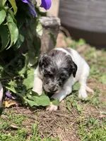 Princess, a female Goldendoodle for sale in Augusta, WV – 3 of 4