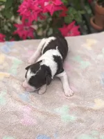 Latte , a female Goldendoodle for sale in Augusta, WV – Photo 3 of 6