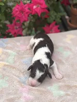 Latte , a female Goldendoodle for sale in Augusta, WV – Photo 2 of 6