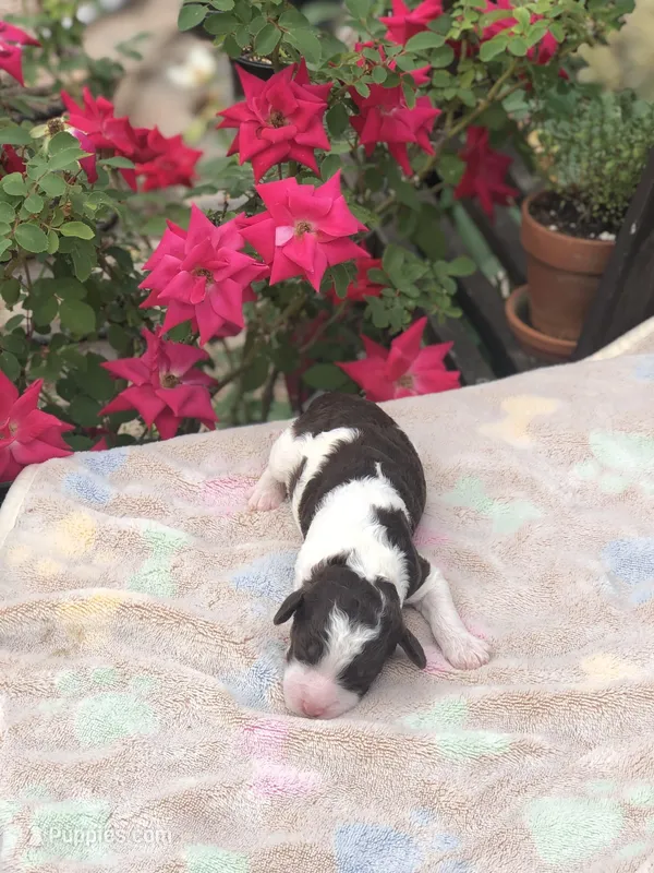 Latte  – Goldendoodle puppy for sale in Augusta, WV