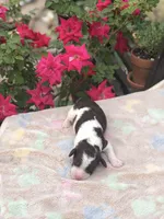 Latte , a female Goldendoodle for sale in Augusta, WV – Photo 1 of 6