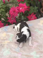 Latte , a female Goldendoodle for sale in Augusta, WV – Photo 4 of 6