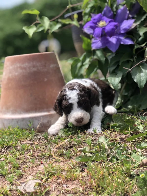 Latte  – Goldendoodle puppy for sale in Augusta, WV