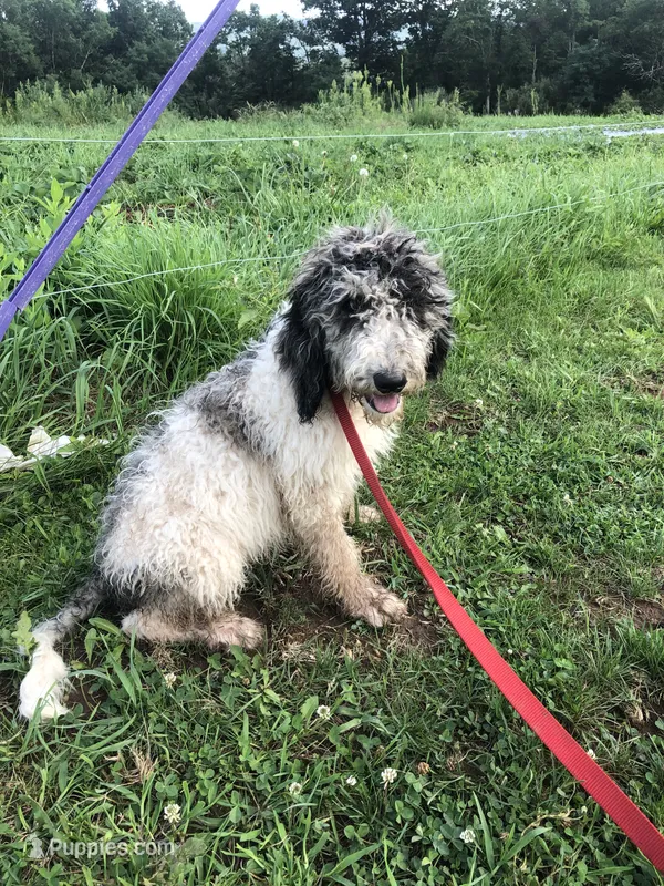 Frosty – Goldendoodle puppy for sale in Augusta, WV